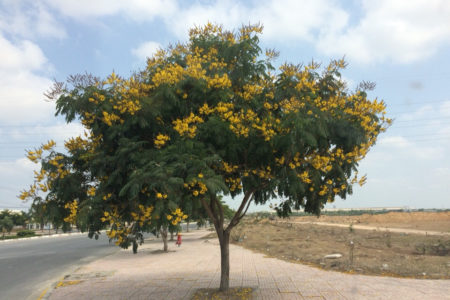 Nên mua cây Lim Xẹt ở đâu?